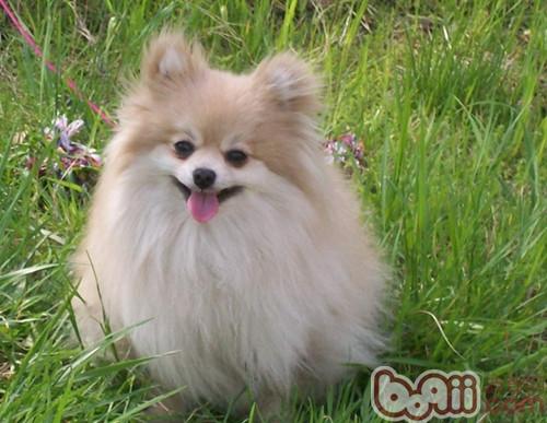 博美犬
