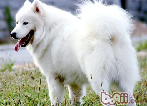 薩摩耶犬