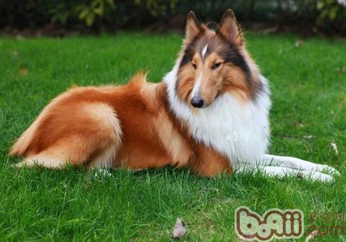 蘇格蘭牧羊犬
