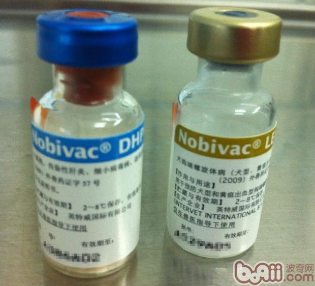 藍色蓋的是英特威的弱毒四聯苗，金色蓋子的是英特威滅活鉤端螺旋體二價疫苗