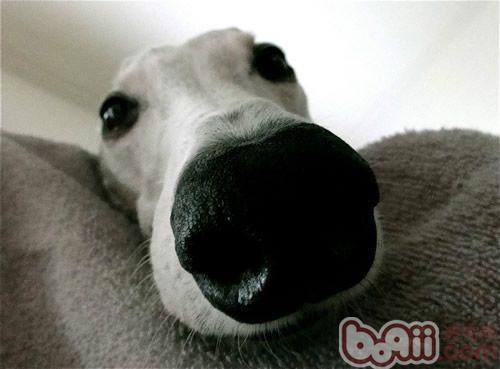 狗狗