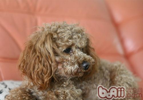 貴賓犬