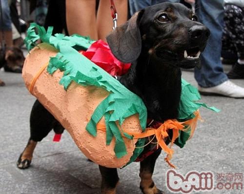 迷你臘腸犬