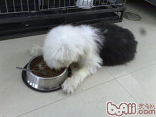 古代牧羊犬