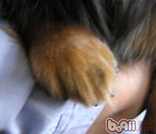 狗狗