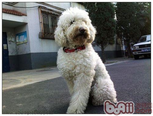 狗狗