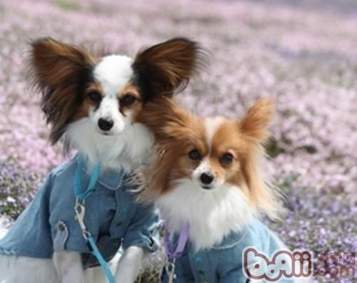 蝴蝶犬