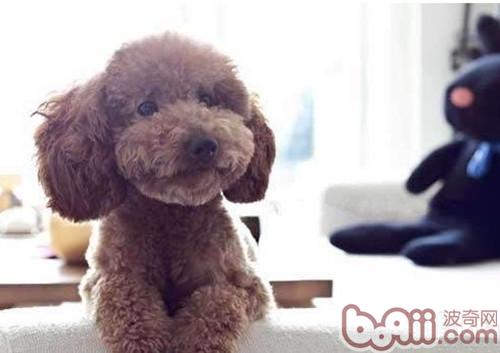 貴賓犬