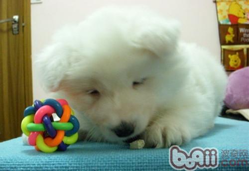 薩摩耶犬