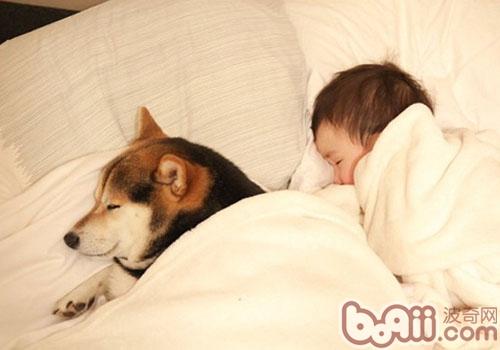 柴犬