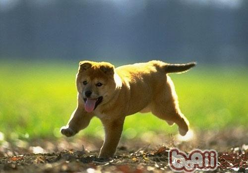 柴犬