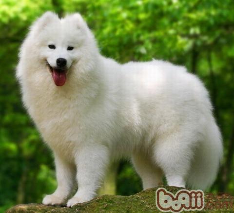 薩摩耶犬