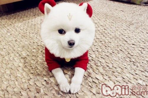 狗狗