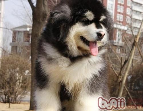阿拉斯加犬