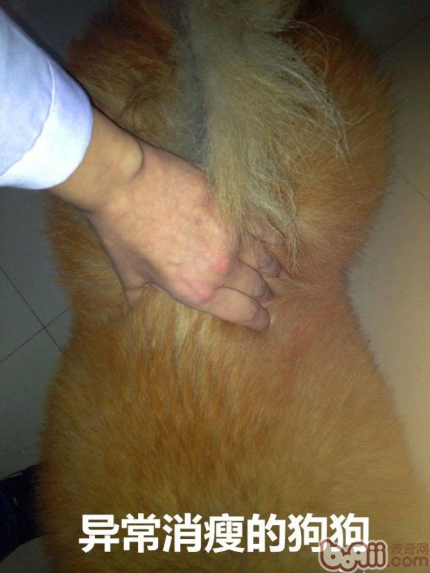 異常消瘦的狗狗
