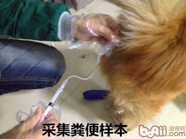 采集糞便樣本