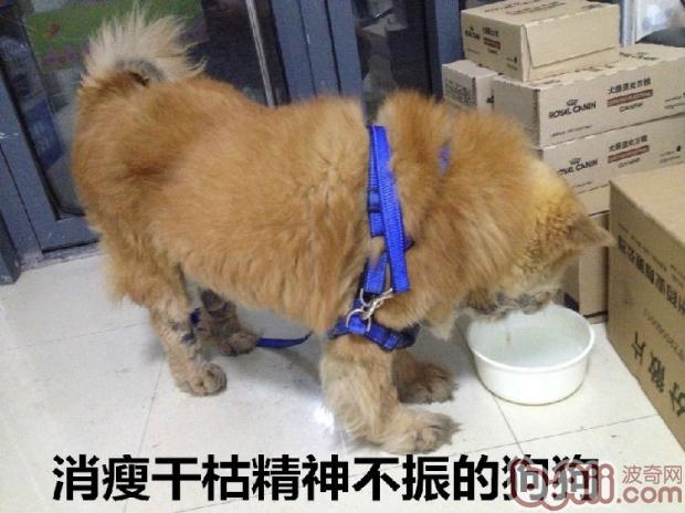 消瘦干枯精神不振的狗狗