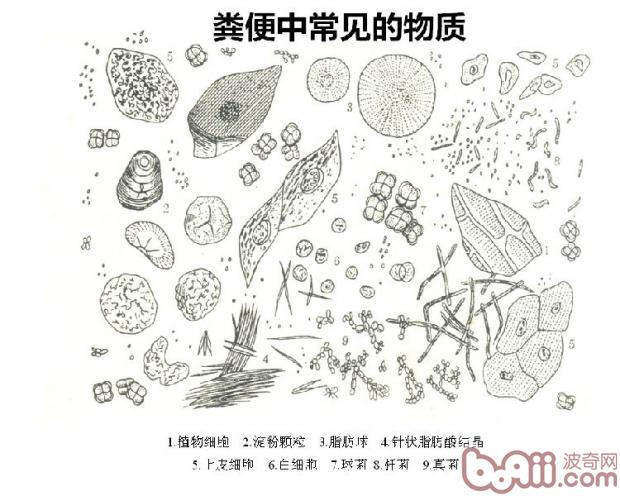 糞便中常見的物質