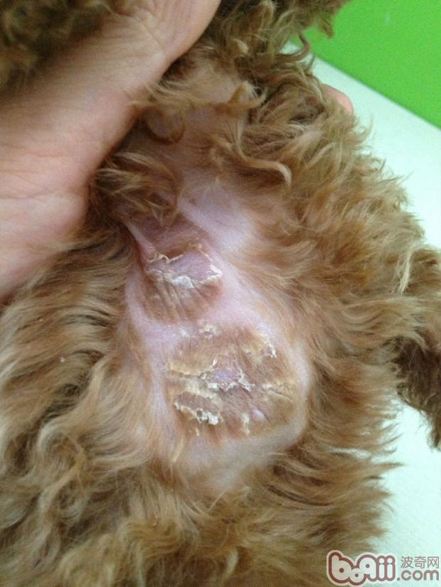 貴賓犬