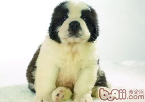 幼犬
