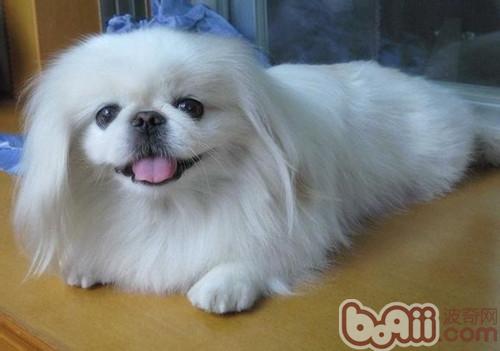京巴犬