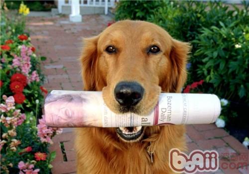 金毛犬