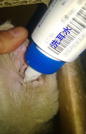灌入大量的洗耳水至將耳道灌滿