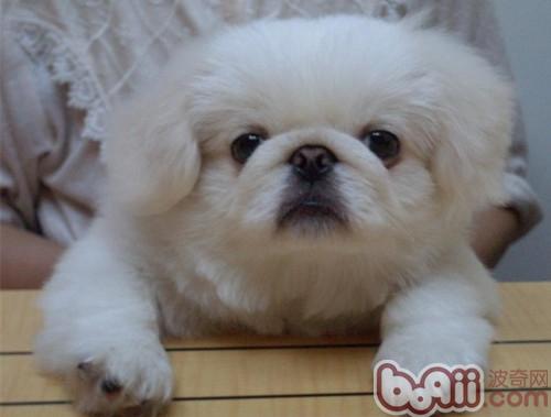 京巴犬