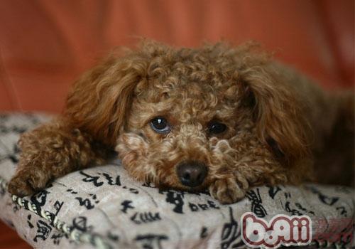 貴賓犬
