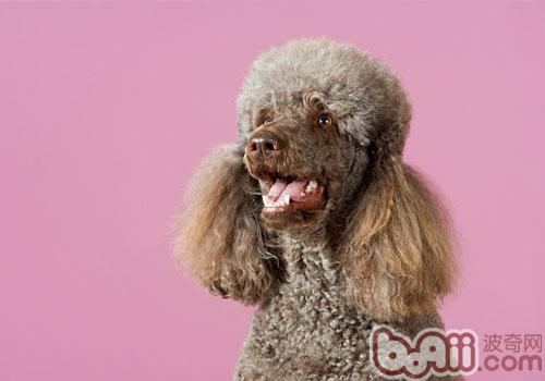 貴賓犬