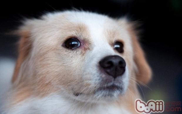狗狗