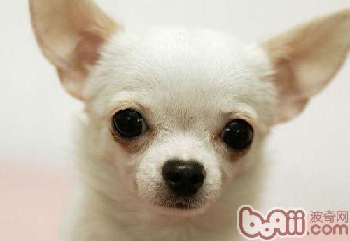 吉娃娃犬