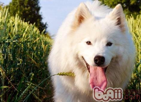薩摩耶犬