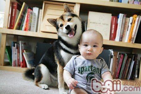 柴犬