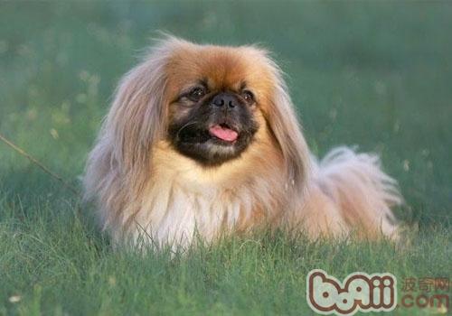 京巴犬