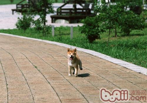 柴犬