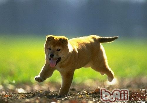 狗狗