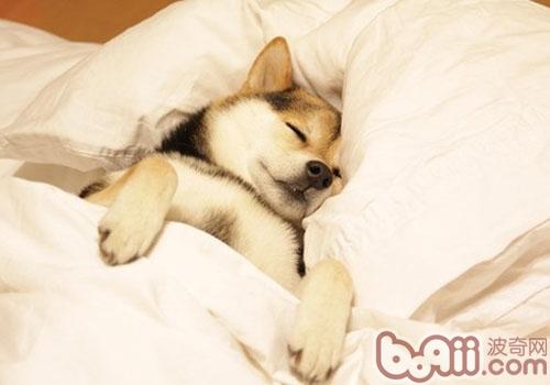 柴犬