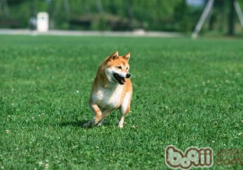 柴犬
