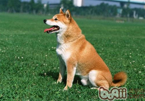柴犬