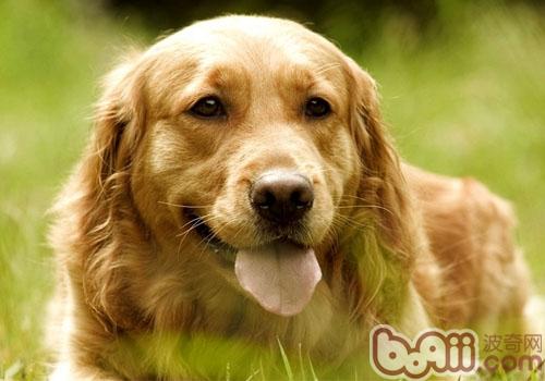 金毛犬