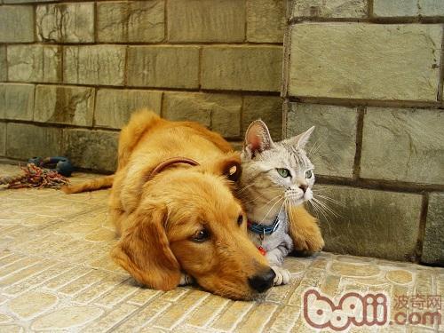 拉布拉多獵犬
