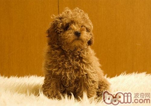 貴賓犬