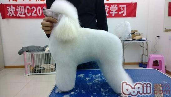圖1：修去面部毛發的貴賓犬