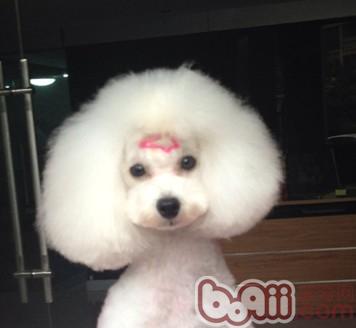 圖2：修剪成泰迪造型的貴賓犬