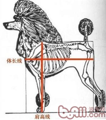 圖3：貴賓犬的肩高示意圖