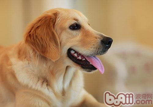 金毛犬