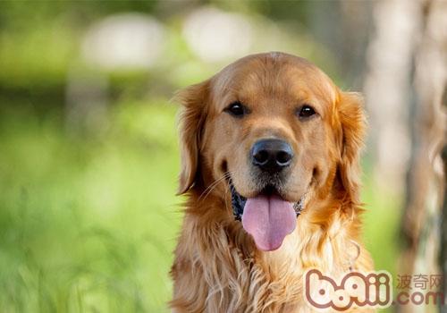 金毛犬