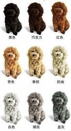 泰迪狗顏色