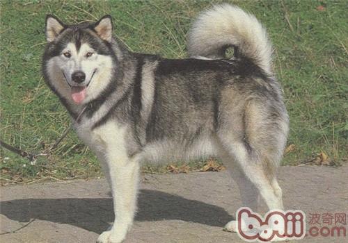 阿拉斯加犬